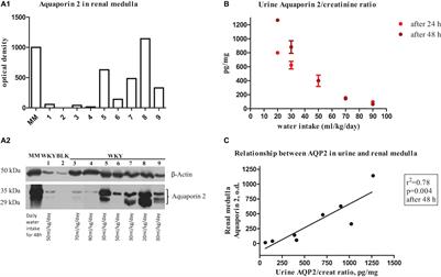 Evidence for a Prehypertensive Water Dysregulation Affecting the Development of Hypertension: Results of Very Early Treatment of Vasopressin V1 and V2 Antagonism in Spontaneously Hypertensive Rats